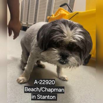 WAGS-Stray-22920 -  Shih Tzu Dog for Adoption in Westminster, California - WAGS-Stray-22920 | PetCurious