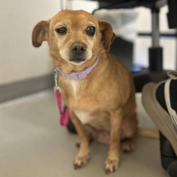 Vida -  Chihuahua and Mixed Breed Dog for Adoption in Charlottesville, Virginia - Vida | PetCurious