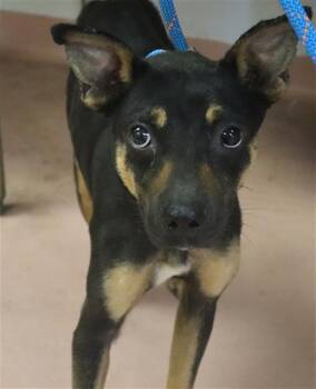 BROOKIE -  Mixed Breed Dog for Adoption in Columbia, South Carolina - BROOKIE | PetCurious