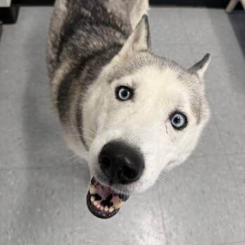 Husky Dogs Available for Adoption in Ottawa, Kansas - Maritime | PetCurious
