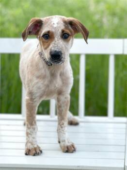 Pool Litter- Skimmer -  Cattle Dog Dog for Adoption in Savage, Minnesota - Pool Litter- Skimmer | PetCurious