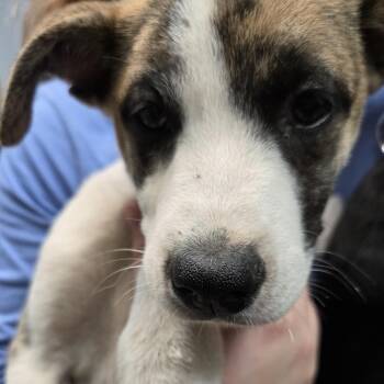 Shepherd Dogs Available for Adoption in Austin, Texas - Desmond | PetCurious