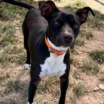 MANDY -  Terrier Dog for Adoption in Chicopee, Massachusetts - MANDY | PetCurious