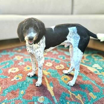 Barley -  Poodle and Mixed Breed Dog for Adoption in Boaz, Alabama - Barley | PetCurious