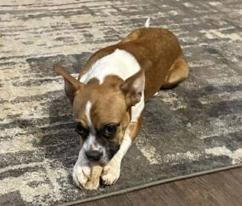 Boxer Dogs Available for Adoption - Hope - FOSTER OR ADOPT ME WITH FAITH!! | PetCurious