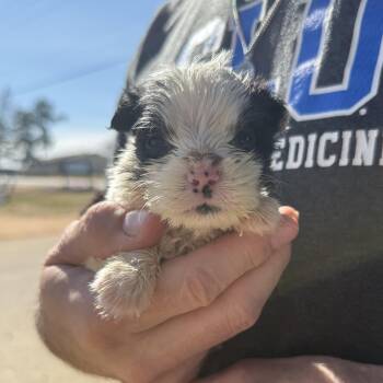 Mixed Breed Dogs Available for Adoption - Lava Lamp | PetCurious