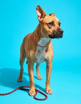 NOODLE MCDOODLE -  Mixed Breed Dog for Adoption in Jacksonville, Florida - NOODLE MCDOODLE | PetCurious