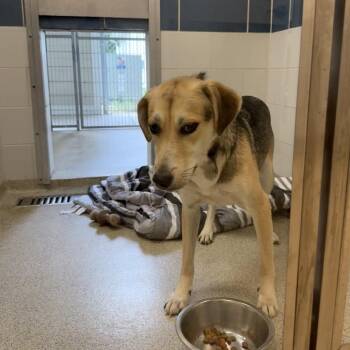 Alvin -  Shepherd Dog for Adoption in Gloucester, Virginia - Alvin | PetCurious