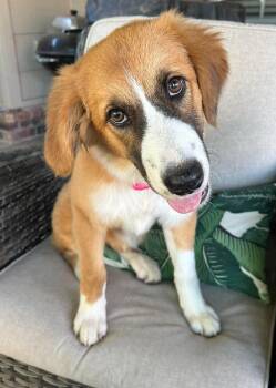 Ruth -  Great Pyrenees Dog for Adoption in Kiowa, Oklahoma - Ruth | PetCurious