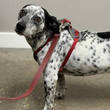 Chihuahua and Australian Cattle Dog Blue Heeler Dogs Available for Adoption in Midland, Texas - Theo | PetCurious