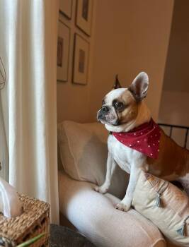 Banks -  French Bulldog Dog for Adoption in Jackson, Tennessee - Banks | PetCurious