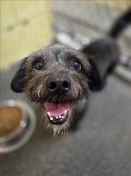 *CRANBERRY -  Terrier Dog for Adoption in Woodland, California - *CRANBERRY | PetCurious