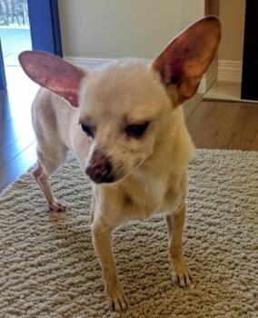 Maddox -  Chihuahua Dog for Adoption in Fort Myers, Florida - Maddox | PetCurious