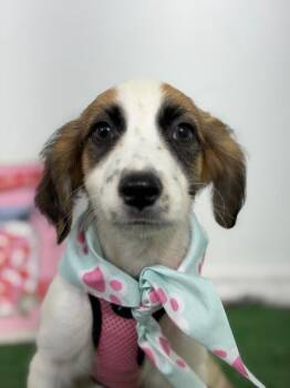 Dookie-One of our Amazing Rescue Dogs -  Brittany Spaniel and English Setter Dog for Adoption in Carlsbad, California - Dookie-One Of Our Amazing Rescue Dogs | PetCurious
