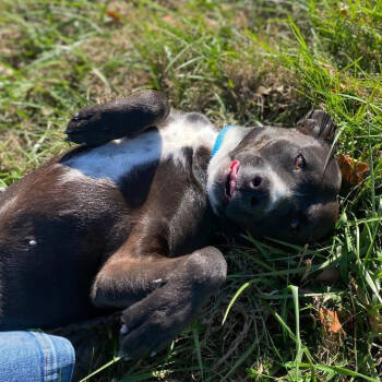 Rescue Black Labrador Retriever and Pit Bull Terrier Dogs for Adoption in Erie, Pennsylvania - Star | PetCurious