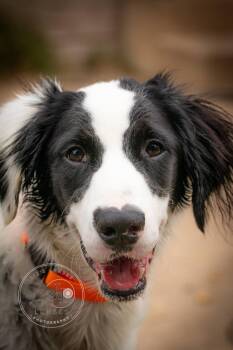 September -  English Setter and Border Collie Dog for Adoption in Broken Arrow, Oklahoma - September | PetCurious