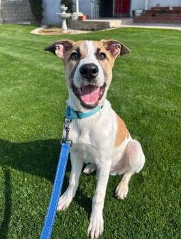 Shepherd Dogs Available for Adoption - Oliver | PetCurious
