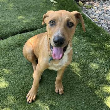 Disco -  Catahoula Leopard Dog and Mixed Breed Dog for Adoption in La Grange, Kentucky - Disco | PetCurious