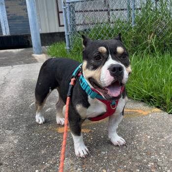 Dragon -  American Bully Dog for Adoption in New Orleans, Louisiana - Dragon | PetCurious
