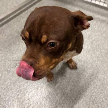 Cherry -  Mixed Breed Dog for Adoption in Oak Brook, Illinois - Cherry | PetCurious