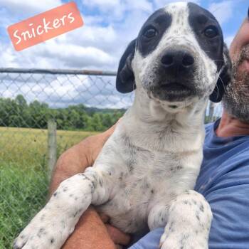 Snickers -  Hound Dog for Adoption in Albany, New York - Snickers | PetCurious