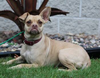 Rescue Mixed Breed Dogs for Adoption in Portage, Wisconsin - Topper | PetCurious