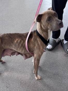 Mama -  Mixed Breed Dog for Adoption in West Chester, Pennsylvania - Mama | PetCurious