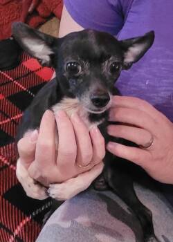 Chihuahua Dogs Available for Adoption - Danny | PetCurious