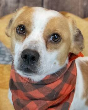 Amos -  Dachshund and Jack Russell Terrier Dog for Adoption in Kennesaw, Georgia - Amos | PetCurious