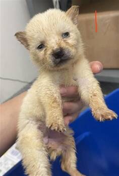 PEACHES -  Siberian Husky and Mixed Breed Dog for Adoption in Houston, Texas - PEACHES | PetCurious