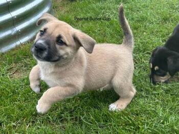 Peanut Butter Cup (Peanut) -  Mixed Breed Dog for Adoption in Saskatoon, Saskatchewan - Peanut Butter Cup (Peanut) | PetCurious