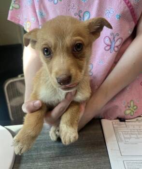 Terrier and Chiweenie Dogs Available for Adoption - Penne | PetCurious
