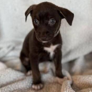 Rescue Terrier Dogs for Adoption in Liverpool, Texas - Molly B | PetCurious