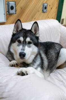 Rescue Siberian Husky Dogs for Adoption in Burnaby, British Columbia - Balto | PetCurious