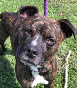Rugby -  Boxer Dog for Adoption in Elkins, West Virginia - Rugby | PetCurious
