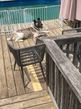 Rescue Akita Dogs for Adoption in Chicago, Illinois - Bandit | PetCurious