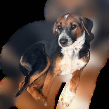 Squid -  Border Collie Dog for Adoption in Plano, Texas - Squid | PetCurious