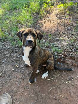 Rescue Hound Dogs for Adoption in Mustang, Oklahoma - Peggy | PetCurious