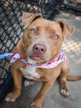 NALA -  Pit Bull Terrier and Mixed Breed Dog for Adoption in Tulsa, Oklahoma - NALA | PetCurious