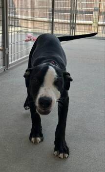 TERRI -  Labrador Retriever and Mixed Breed Dog for Adoption in Brewster, Massachusetts - TERRI | PetCurious