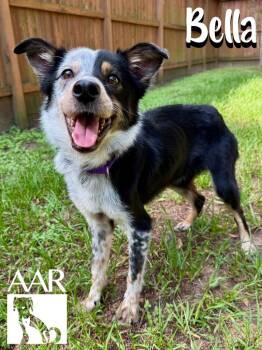 Bella -  Australian Shepherd Dog for Adoption in Magnolia, Texas - Bella | PetCurious