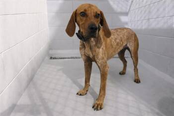 English Coonhound and Mixed Breed Dogs Available for Adoption in Winter Haven, Florida - OLE RED | PetCurious