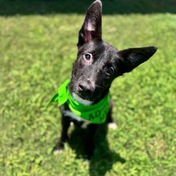 Wren -  Mixed Breed Dog for Adoption in Brownsboro, Alabama - Wren | PetCurious