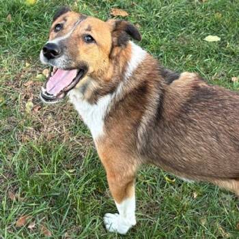 Fleetwood Mac -  Mixed Breed Dog for Adoption in Buffalo, Minnesota - Fleetwood Mac | PetCurious