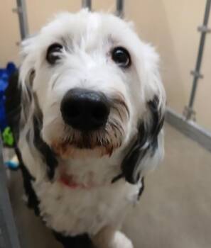 Poodle and Bernese Mountain Dog Dogs Available for Adoption in Sioux City, Iowa - Lula | PetCurious