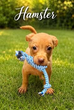 Hamster -  Pit Bull Terrier Dog for Adoption in Rochester, New York - Hamster | PetCurious