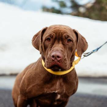 American Bulldog and Labrador Retriever Dogs Available for Adoption - Brownie | PetCurious