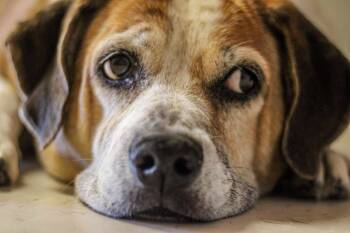 Rescue Mixed Breed Dogs for Adoption in Morgantown, Kentucky - Skittles | PetCurious