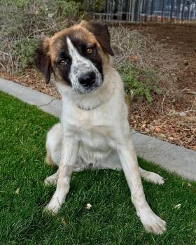 Coco -  Australian Cattle Dog Blue Heeler Dog for Adoption in Gardnerville, Nevada - Coco | PetCurious