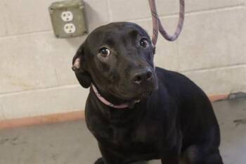 CUB -  Mixed Breed Dog for Adoption in Columbia, South Carolina - CUB | PetCurious